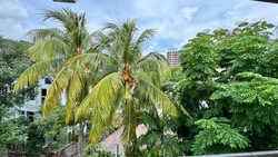 Toh Yi Court (D21), Condominium #533829181